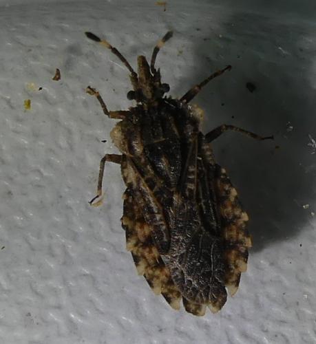 Aradus ribauti